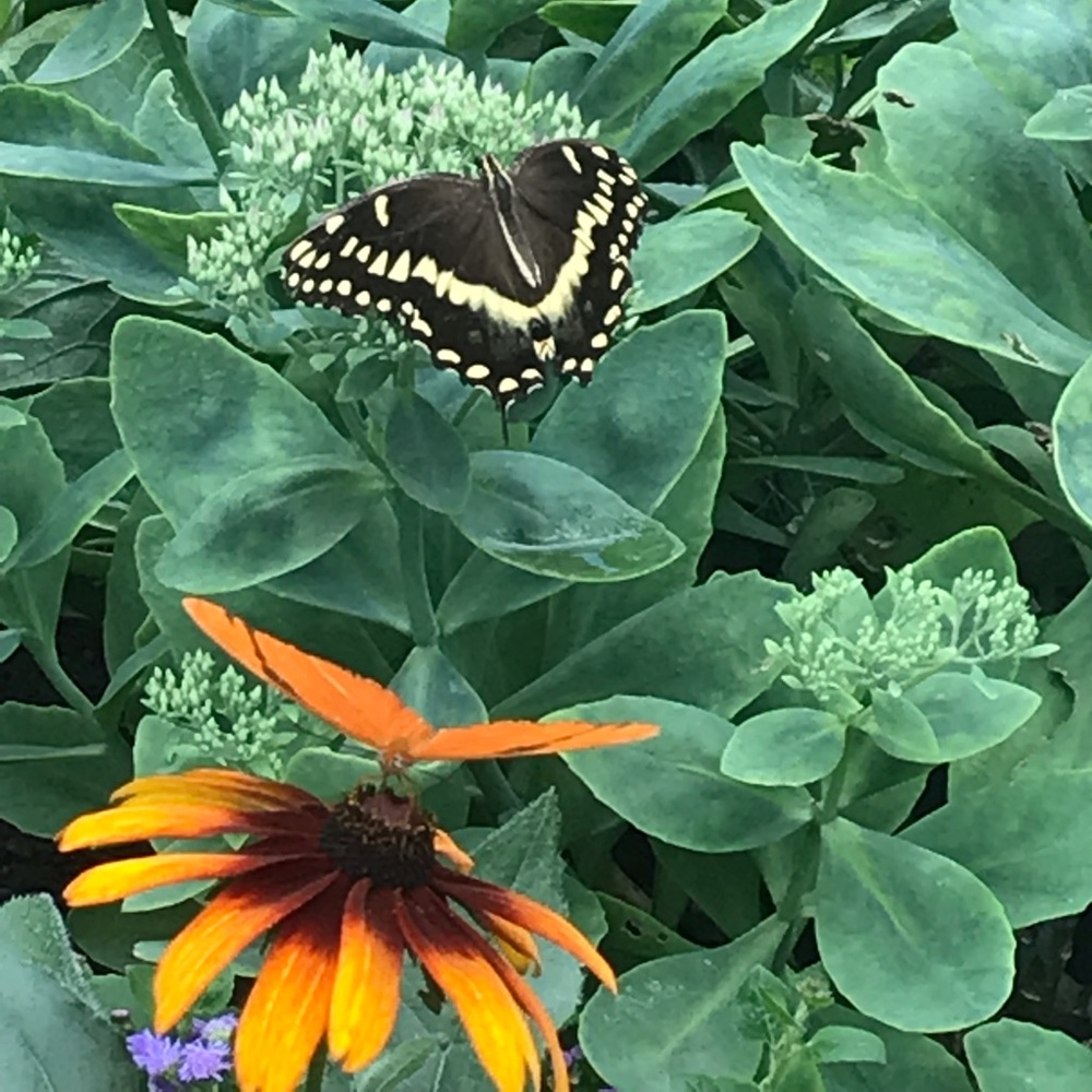 Meet your Posher, Dana